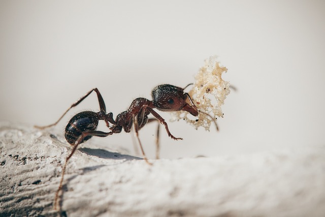 Carpenter ant eating