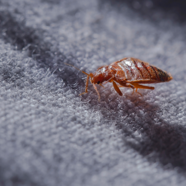 Bed bug walking on a grey wool blanket