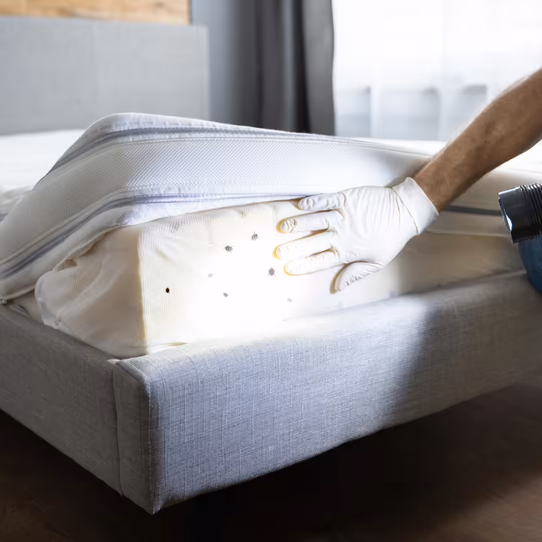 A person looking for bed bugs in a mattress