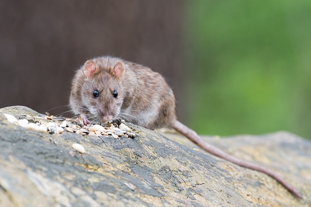 Rat on a tree limb