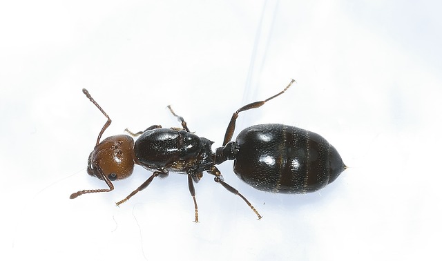 Ariel view of carpenter ants