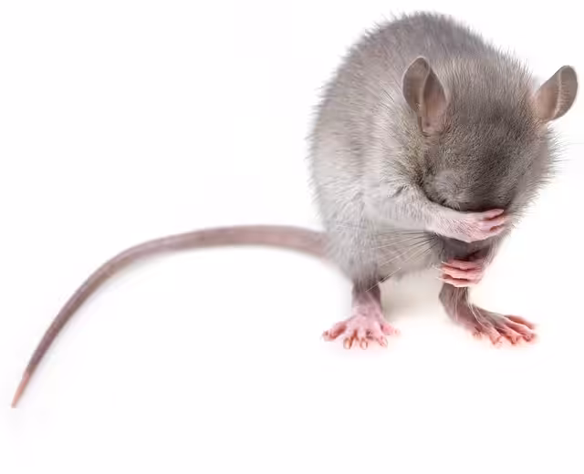 Rat hiding it's face