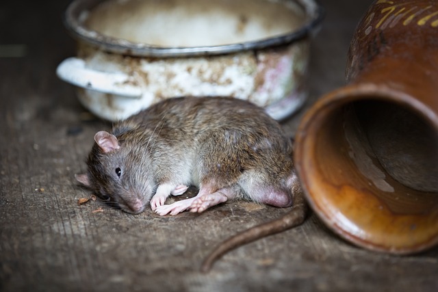 Rat laying down on it's side