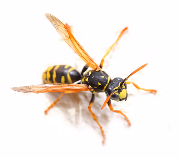 Yellow Jacket Wasp on white background. Close up with shallow DOF.