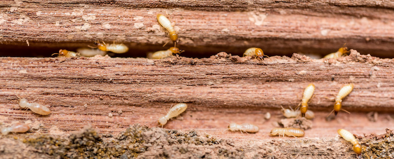 Old and grunge wood board was eating by group of termites