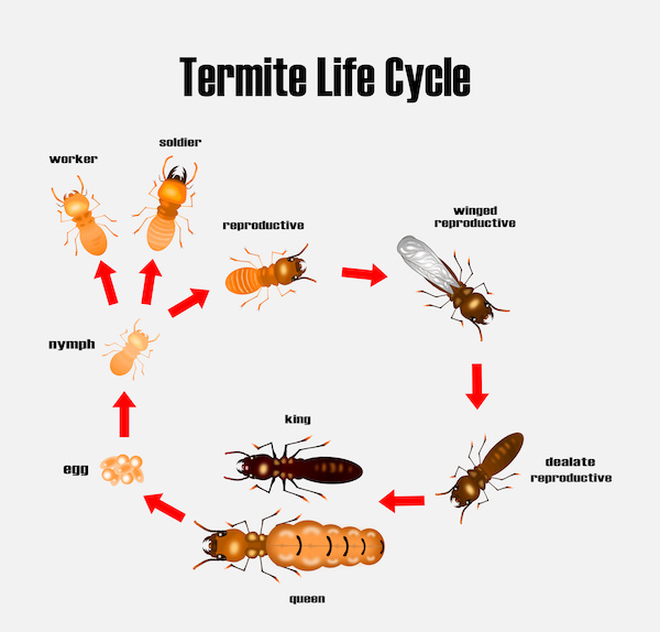 Termite life cycle cartoon, stages of termite development 