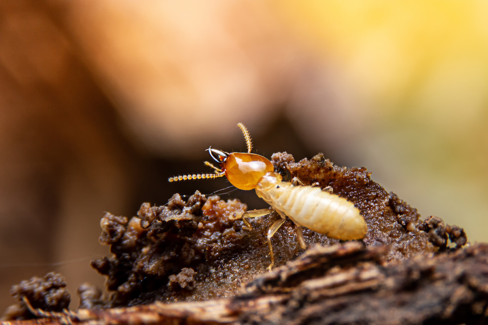 Selective focus of the small termite on decaying timber. The termite on the ground is searching for food to feed the larvae in the cavity.