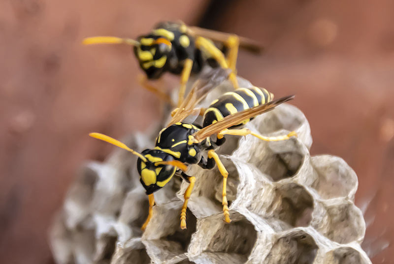 wasp sitting on top of wasp nest close up