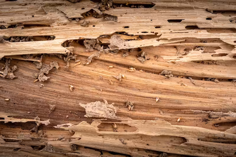 Background image Traces of wood that is eaten by termites, harms the wood by termites, wooden background