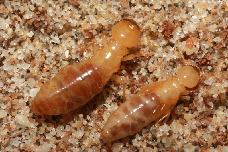 Dampwood Termites (Zootermopsis) in the sand under a log near the beach in Monterey County, California.