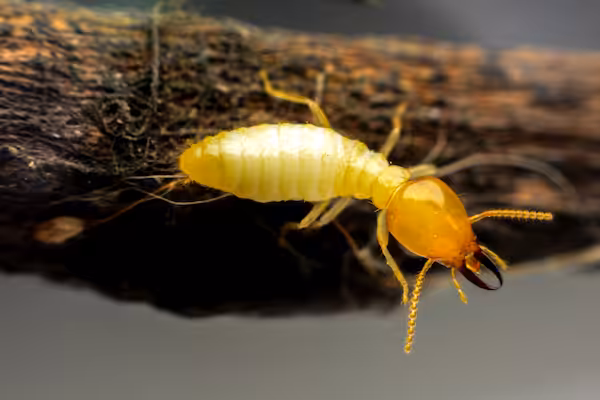 Termite on brushwood