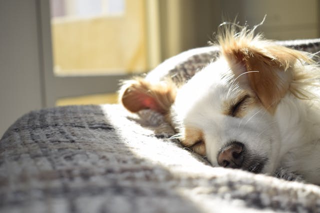 White dog sleeping on a blanket by a window