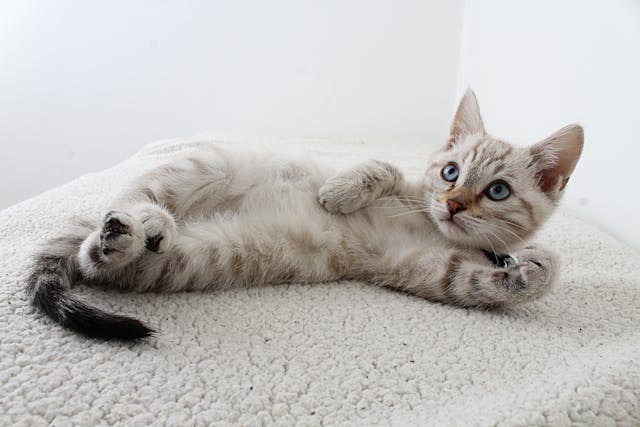 Small white and grey kitten resting on it's side