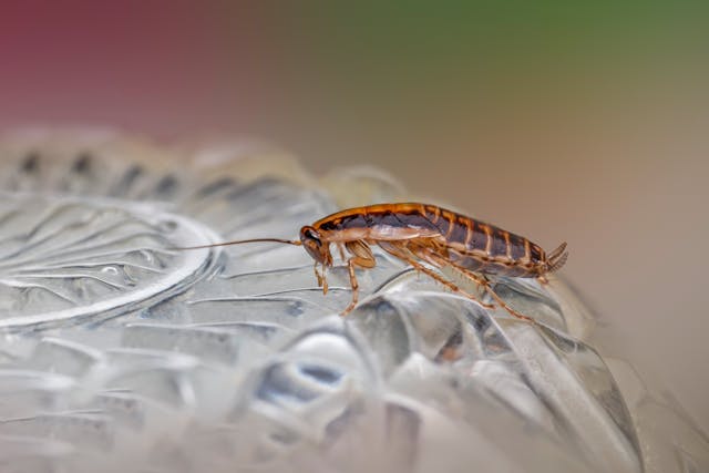 Cockroach crawling on a water bottle