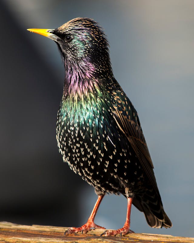 Starling on a branch