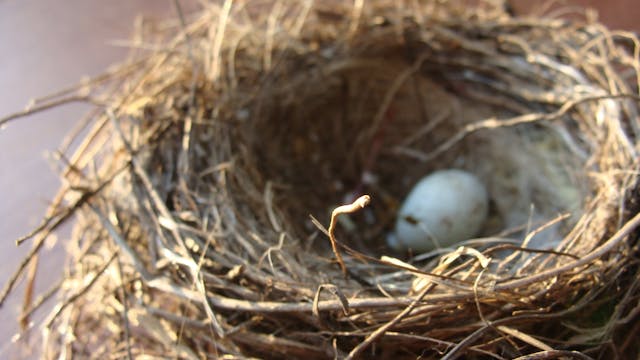 Birds nest filled with eggs