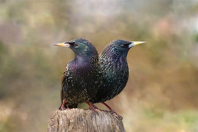 Two starlings on a post