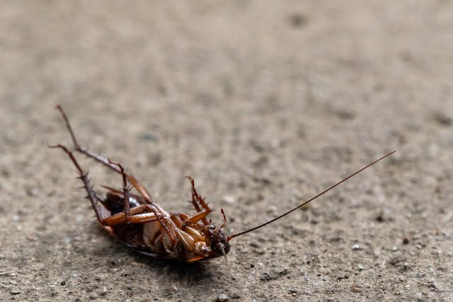 Cockroach on its back on paved walkway