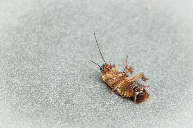 Cockroach on concrete on its back