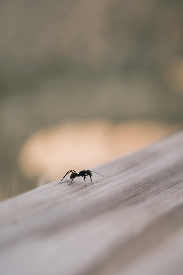 Small black ant crawling on a railing