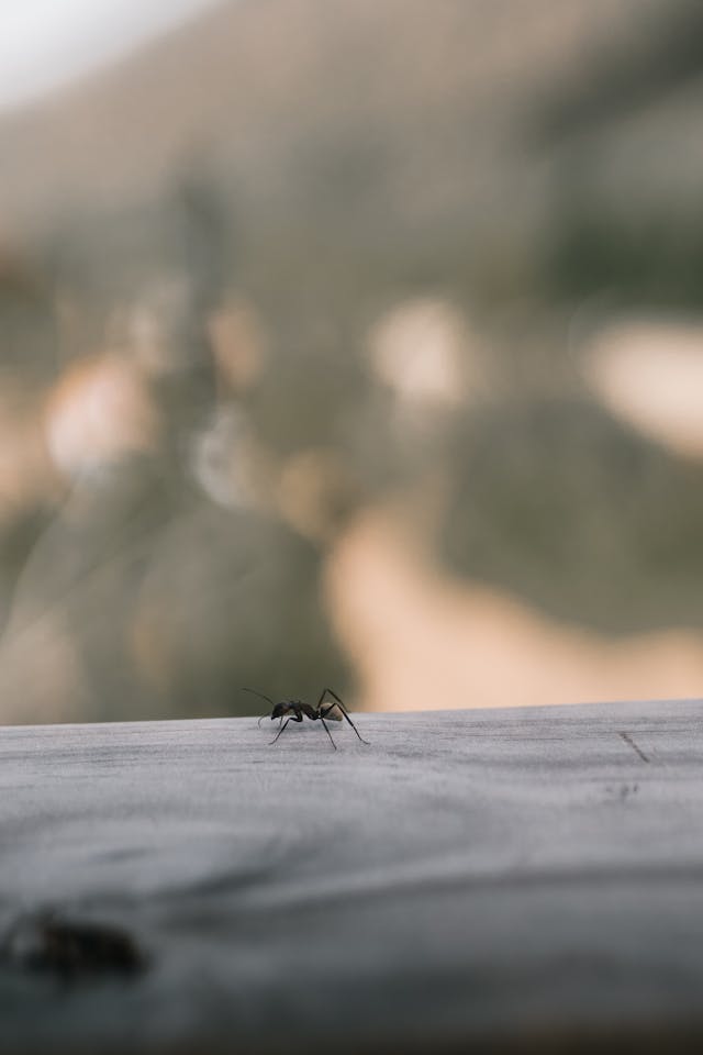 Ant crawling on a railing outdoors