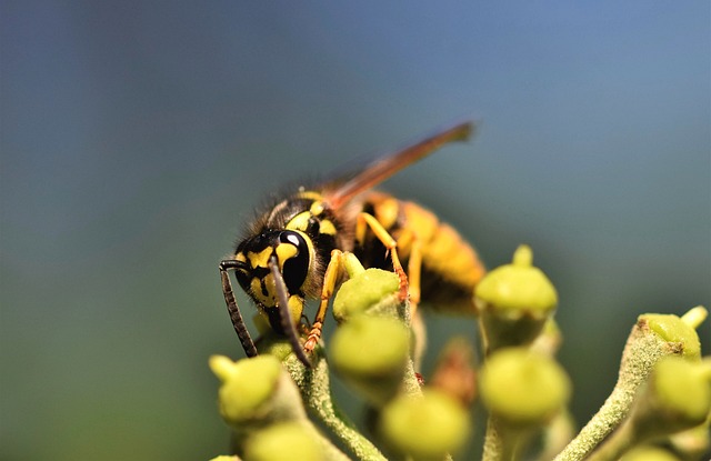 Yellow jacket wasp on a plant