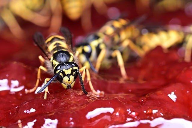 Wasps eating plant residue or sap. Wasp infestation necessitating yellow jacket exterminators. 