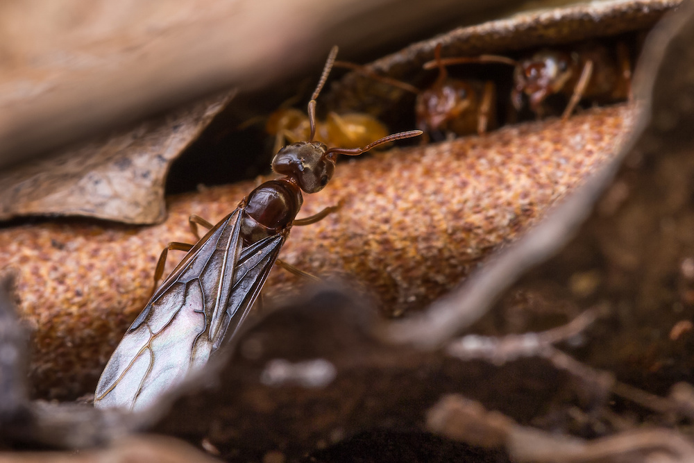 Male ants from a colony have developed wings and are ready to fly out and leave their nest. During that nuptial flight, they mate with the queen who will find a place to start a new nest. Males will die within the next few days.