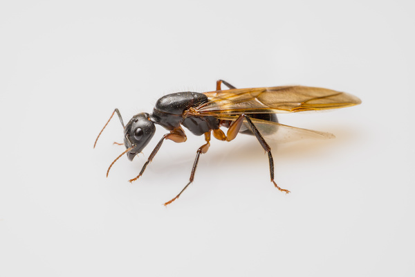 close up flying ant isolated on white background. flying Carpenter ant