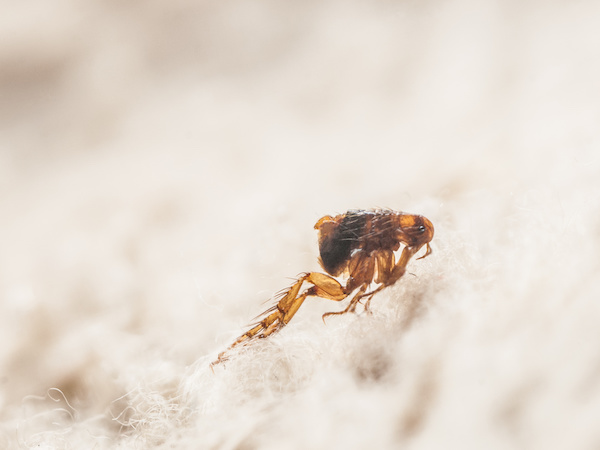 Dog flea (Ctenocephalides canis) on white fur. Microscopic photo