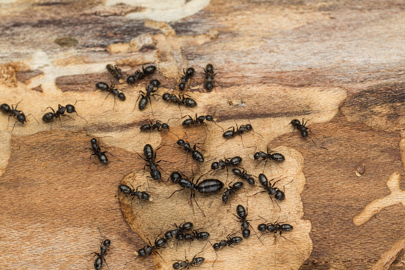 Ant colony disperses after discovery under bark of pine tree firewood.  Likely carpenter ants Camponotus  pennsylvanicus.