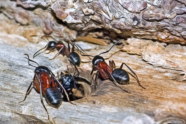 Carpenter ants crawling through wood