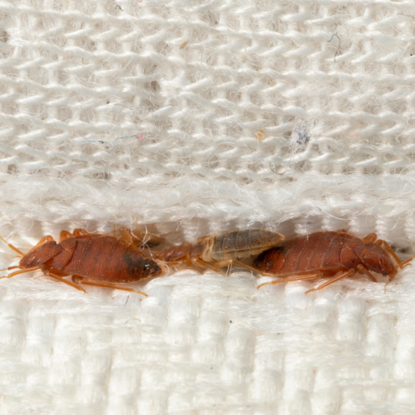 Bed bugs in the crease of a cushion