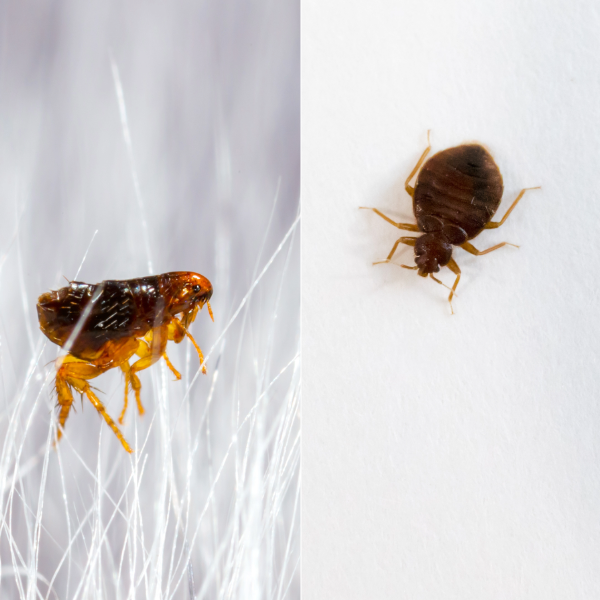 Image showing the difference between a bed bug and a flea