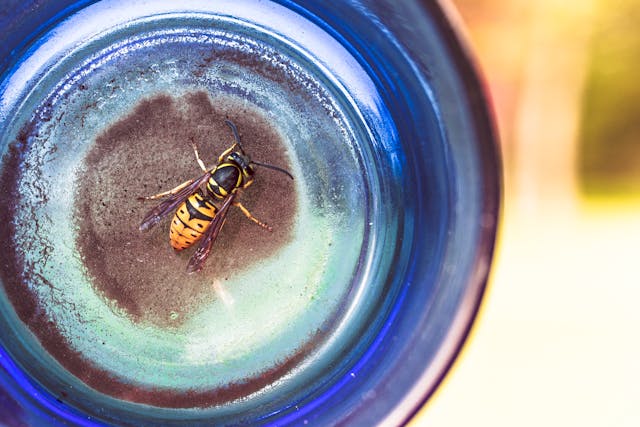 Yellowjacket in Drinking Glass