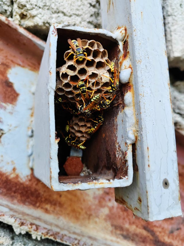 Close-up of Wasps Nest in Rusty Metal Box, a sign you need professonal yellow jacket pest control