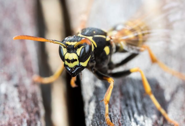 Yellow jacket wasp on a wooden table