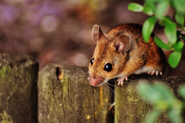 Deer mouse, one of the top reasons for hantavirus in Washington State, crawling on a fence