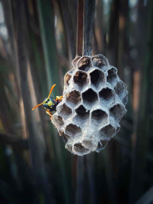 Wasp queen building a nest