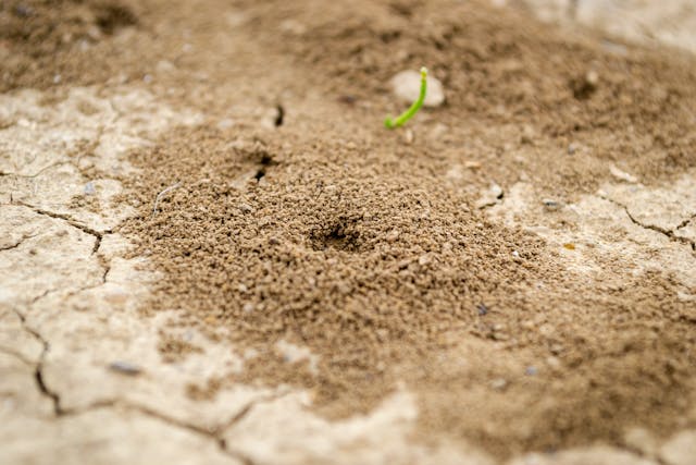 Ant colony made of dirt on the cracked mud ground