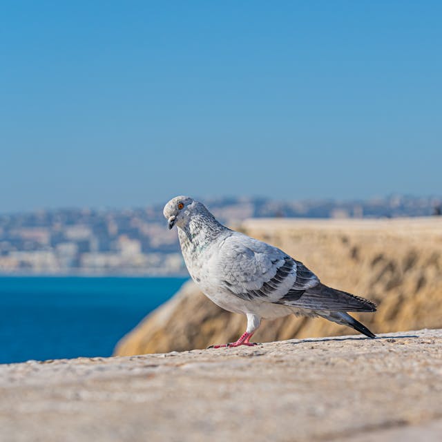 Pigeon on a concrete ledge