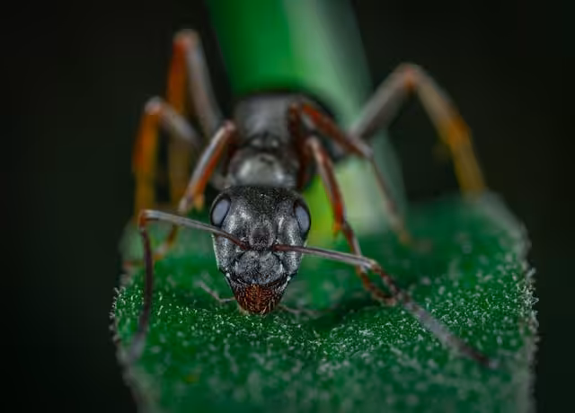 Macro close up of a black ant on a leaf
