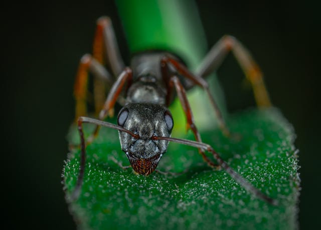 Macro close up of a black ant on a leaf