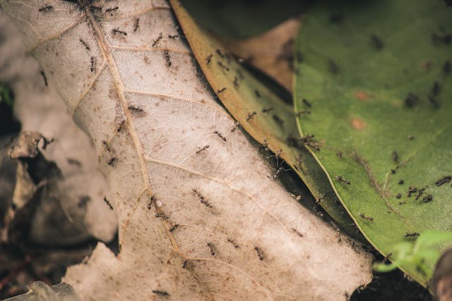 Ants crawling over a leaf