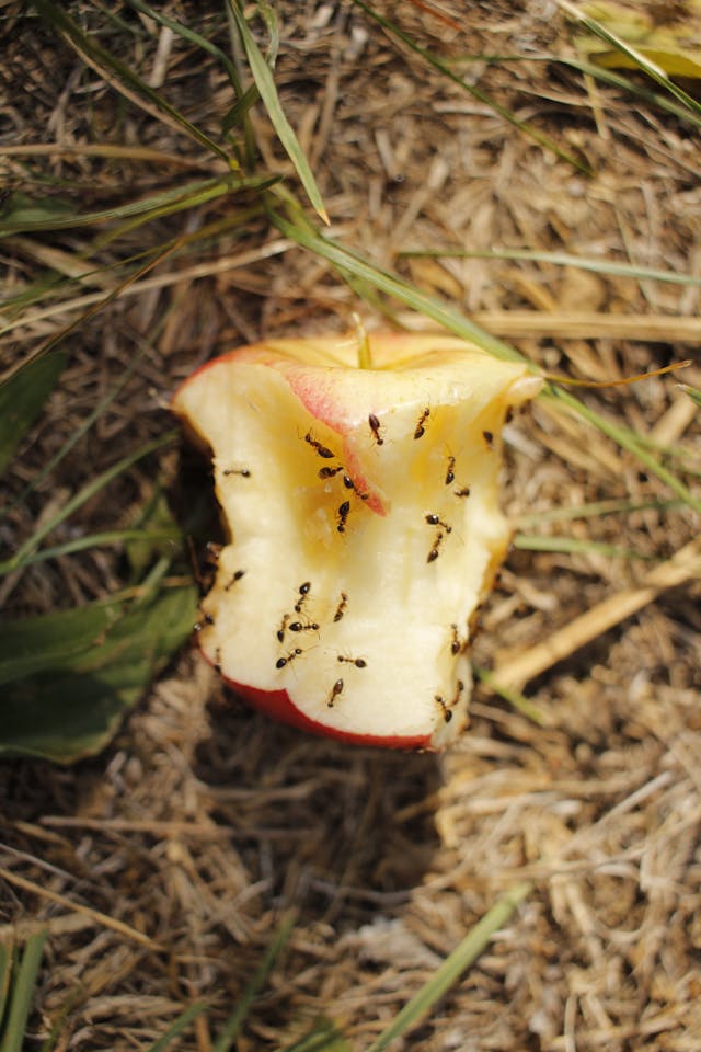 Ants crawling over an apple core outdoors