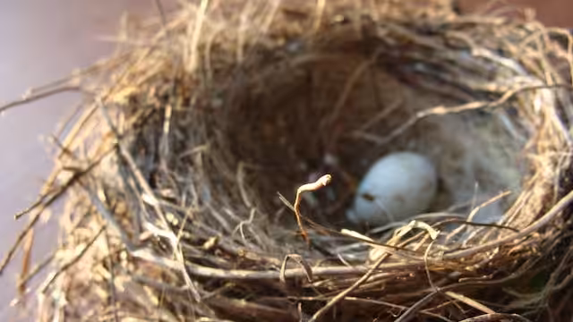 White Egg on Nest