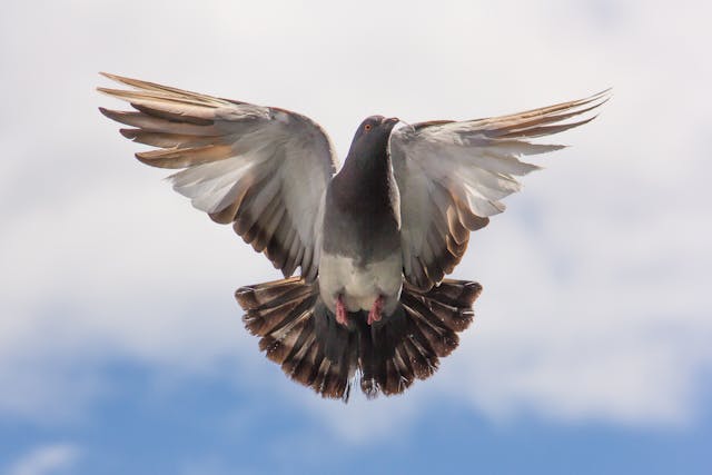 Pigeon flying in the sky