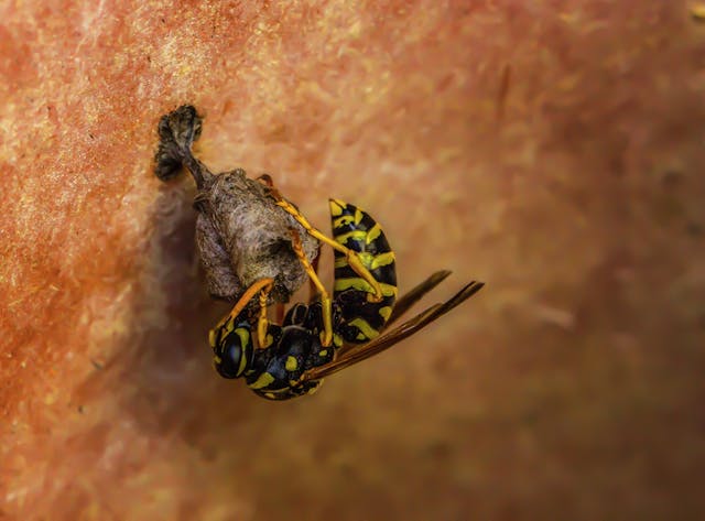 Black and Yellow Wasp on Brown Surface