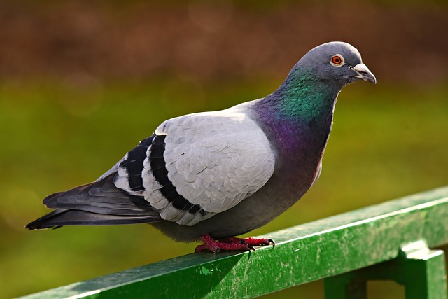 Pigeon roosting on a green fence