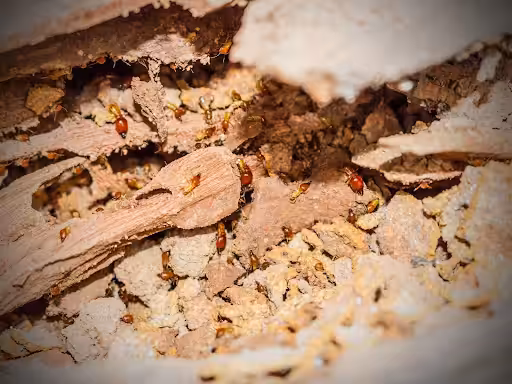 termites crawlin throuh destroyed wood